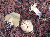 Suillus tomentosus image