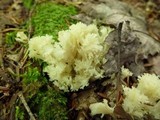 Clavulina coralloides image
