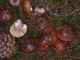 Suillus luteus image