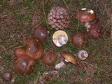 Suillus luteus image