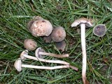 Panaeolus cinctulus image