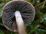Panaeolus cinctulus image