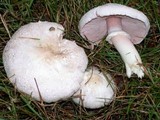 Agaricus californicus image