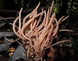 Clavaria rubicundula image