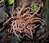 Clavaria rubicundula image