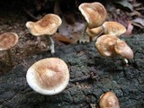 Lentinula boryana image