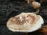 Lentinula boryana image