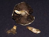 Agaricus bernardii image