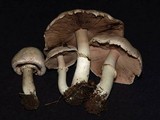 Agaricus californicus image