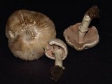 Agaricus californicus image