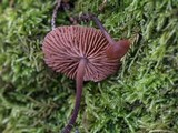 Gymnopus villosipes image