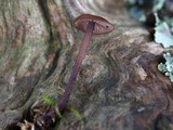 Gymnopus villosipes image