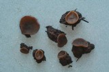 Peziza brunneoatra image