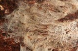 Phlebiella christiansenii image