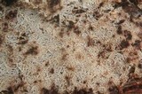 Phlebiella christiansenii image