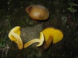 Boletus innixus image