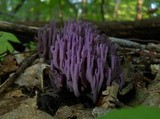 Clavaria zollingeri image