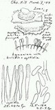 Ramaricium flavomarginatum image