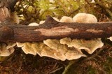 Stereum striatum image