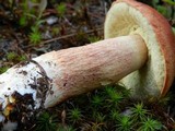 Boletus subcaerulescens image