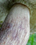 Boletus subcaerulescens image