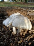 Pluteus petasatus image