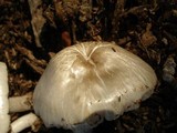 Pluteus petasatus image