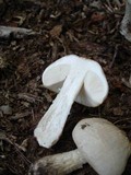 Pluteus petasatus image