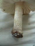 Pluteus petasatus image