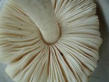 Pluteus petasatus image