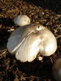 Pluteus petasatus image
