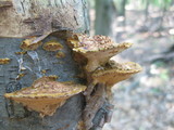 Phellinus gilvus image
