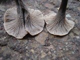 Craterellus caeruleofuscus image