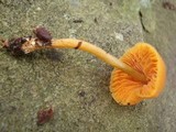 Entoloma salmoneum image