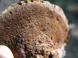 Phellinus gilvus image