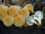 Pholiota squarrosoides image