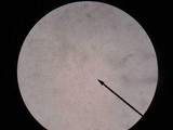 Pholiota squarrosoides image