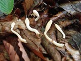 Hypocrea leucopus image