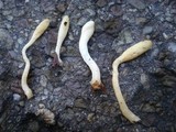 Hypocrea leucopus image