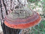 Phellinus robiniae image