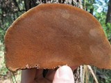 Phellinus robiniae image