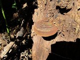 Phellinus robiniae image
