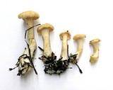 Hydnum oregonense image