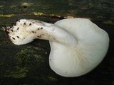 Hypsizygus marmoreus image
