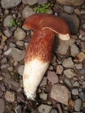 Xanthoconium purpureum image