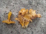 Cantharellus ignicolor image