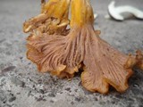 Cantharellus ignicolor image