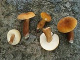 Gyroporus castaneus image