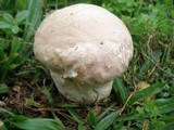 Calvatia craniiformis image