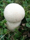 Calvatia craniiformis image